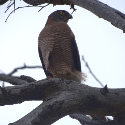 Accipiter fasciatus (Brown Goshawk) at Symonston, ACT - 27 Dec 2023 by Mike