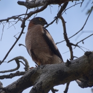 Accipiter fasciatus at Callum Brae - 27 Dec 2023