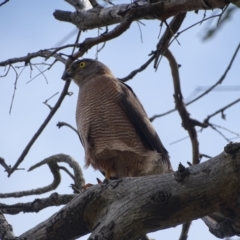 Accipiter fasciatus at Callum Brae - 27 Dec 2023