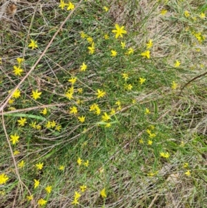 Tricoryne elatior at Callum Brae - 27 Dec 2023