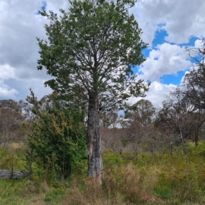 Celtis australis (Nettle Tree) at Callum Brae - 27 Dec 2023 by Mike