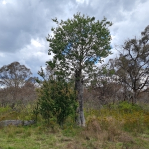 Celtis australis at Callum Brae - 27 Dec 2023 02:37 PM