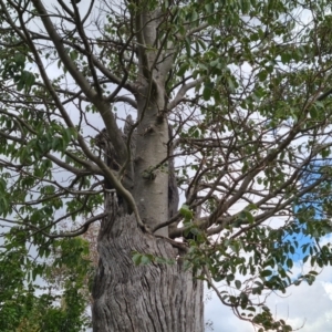 Celtis australis at Callum Brae - 27 Dec 2023