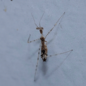 Stenolemus sp. (genus) at Turner, ACT - 11 Dec 2023