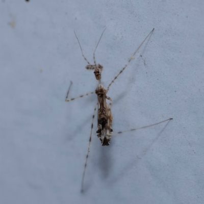 Stenolemus sp. (genus) (Thread-legged assassin bug) at Turner, ACT - 11 Dec 2023 by ConBoekel