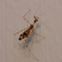 Stenolemus sp. (genus) at Turner, ACT - 11 Dec 2023