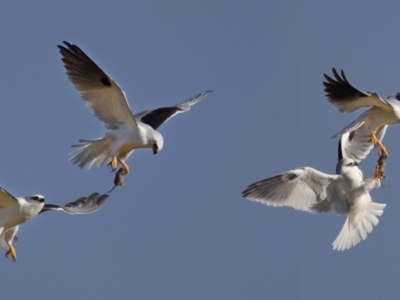 Elanus axillaris (Black-shouldered Kite) at Baw Baw, NSW - 6 Aug 2022 by LindaMace