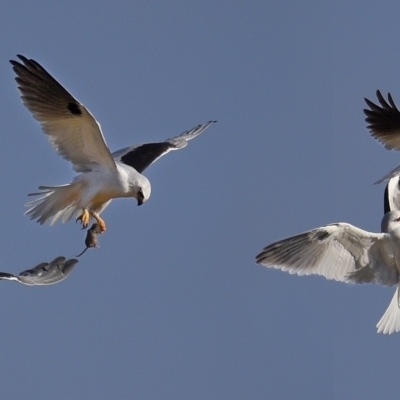 Elanus axillaris (Black-shouldered Kite) at Baw Baw, NSW - 6 Aug 2022 by LindaMace