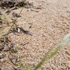 Lampropholis guichenoti at Tidbinbilla Nature Reserve - 27 Dec 2023