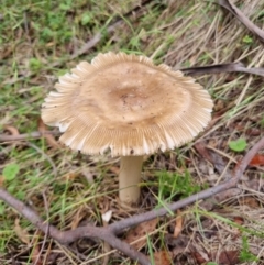 Russula sp. (genus) (Russula) at Gibraltar Pines - 27 Dec 2023 by jpittock