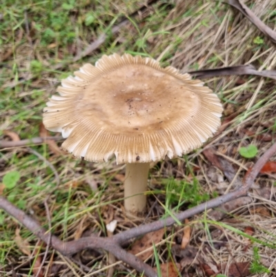 Russula sp. (genus) (Russula) at Gibraltar Pines - 27 Dec 2023 by jpittock