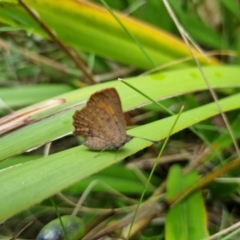 Paralucia aurifera at Gibraltar Pines - 27 Dec 2023