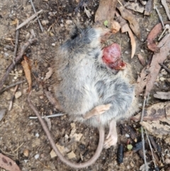 Rattus or Mastacomys sp. (genus) (An unidentified rat species) at Kambah, ACT - 27 Dec 2023 by jpittock