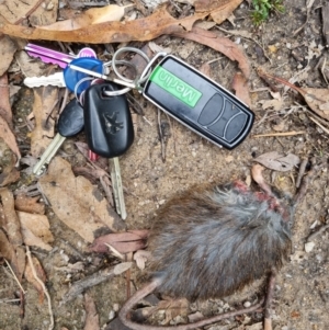 Rattus or Mastacomys sp. (genus) at Gibraltar Pines - 27 Dec 2023