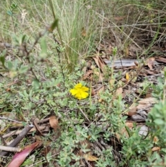 Hibbertia obtusifolia (Grey Guinea-flower) at Tidbinbilla Nature Reserve - 27 Dec 2023 by jpittock