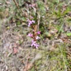 Stylidium armeria subsp. armeria (Trigger Plant) at Kambah, ACT - 27 Dec 2023 by jpittock