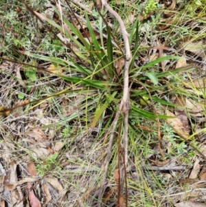 Stylidium armeria subsp. armeria at Tidbinbilla Nature Reserve - 27 Dec 2023