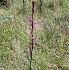 Dipodium roseum (Rosy Hyacinth Orchid) at Kambah, ACT - 27 Dec 2023 by jpittock