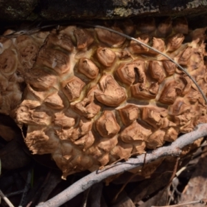 Bolete sp. at QPRC LGA - 29 Dec 2023