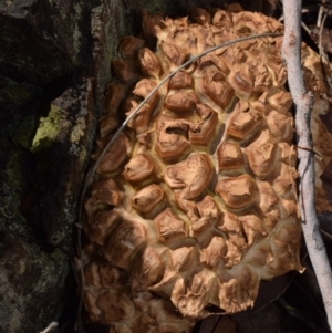 Bolete sp. at QPRC LGA - 29 Dec 2023