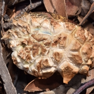 Bolete sp. at QPRC LGA - 29 Dec 2023