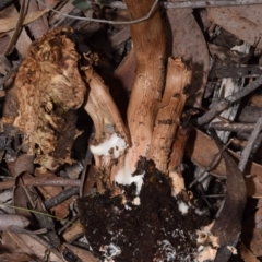 Bolete sp. at QPRC LGA - 29 Dec 2023