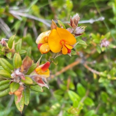 Podolobium alpestre (Shaggy Alpine Pea) at Perisher Valley, NSW - 27 Dec 2023 by Mavis