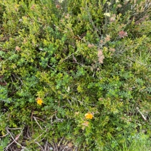 Podolobium alpestre at Kosciuszko National Park - 27 Dec 2023