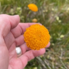 Craspedia aurantia var. aurantia (Orange Billy Buttons) at Kosciuszko National Park - 27 Dec 2023 by Mavis