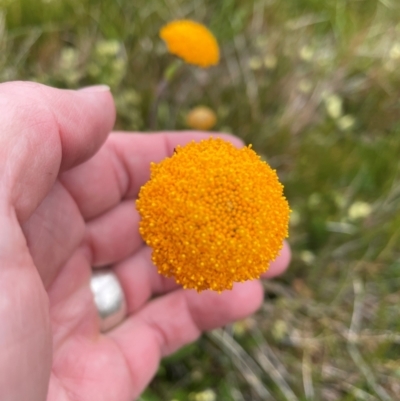 Craspedia aurantia var. aurantia (Orange Billy Buttons) at Kosciuszko National Park - 27 Dec 2023 by Mavis