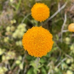 Craspedia aurantia var. aurantia at Kosciuszko National Park - 27 Dec 2023