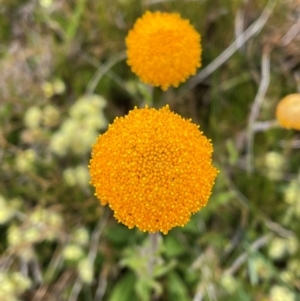 Craspedia aurantia var. aurantia at Kosciuszko National Park - suppressed