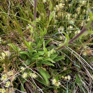 Craspedia aurantia var. aurantia at Kosciuszko National Park - suppressed