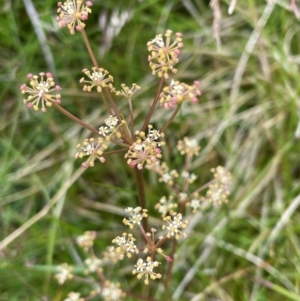 Aciphylla simplicifolia at Kosciuszko National Park - 27 Dec 2023