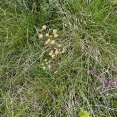 Aciphylla simplicifolia at Kosciuszko National Park - 27 Dec 2023