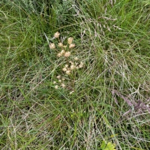 Aciphylla simplicifolia at Kosciuszko National Park - 27 Dec 2023