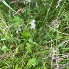 Cardamine sp. (Bittercress) at Perisher Valley, NSW - 27 Dec 2023 by Mavis