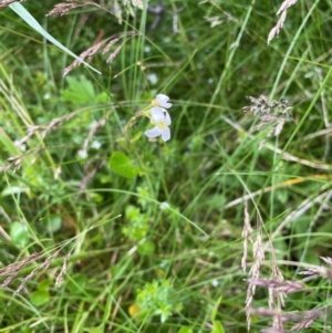 Cardamine sp. at Kosciuszko National Park - 27 Dec 2023 01:22 PM