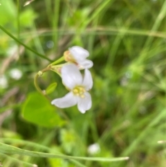 Cardamine sp. at Kosciuszko National Park - 27 Dec 2023 01:22 PM