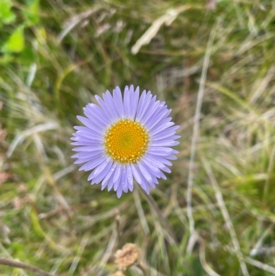 Brachyscome spathulata (Coarse Daisy, Spoon-leaved Daisy) at Kosciuszko National Park - 27 Dec 2023 by Mavis