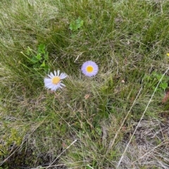 Brachyscome spathulata at Kosciuszko National Park - 27 Dec 2023 01:20 PM