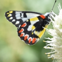 Delias aganippe (Spotted Jezebel) at Tarago, NSW - 27 Dec 2023 by DrDJDavidJ