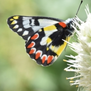 Delias aganippe at Tarago, NSW - 27 Dec 2023