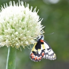 Delias aganippe at Tarago, NSW - 27 Dec 2023