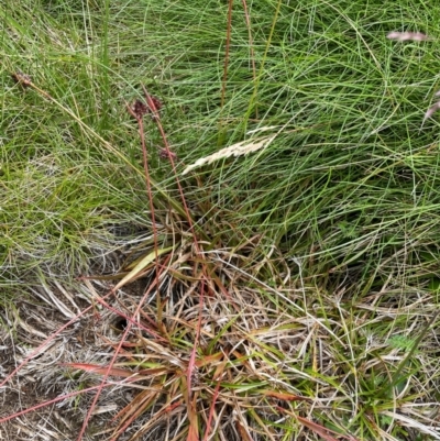 Luzula modesta at Perisher Valley, NSW - 27 Dec 2023 by Mavis