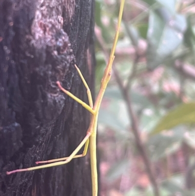 Unidentified Insect at Ulladulla Wildflower Reserve - 27 Dec 2023 by YellowButton