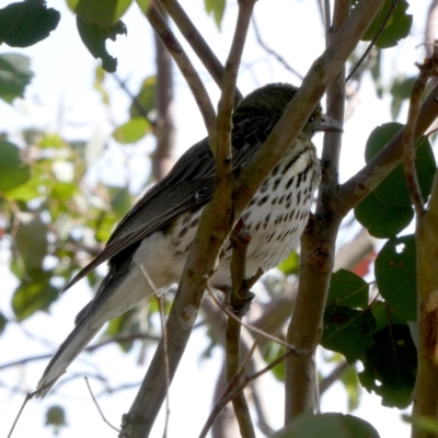 Oriolus sagittatus (Olive-backed Oriole) at QPRC LGA - 27 Dec 2023 by Wandiyali