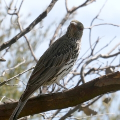 Oriolus sagittatus at Wandiyali-Environa Conservation Area - 27 Dec 2023