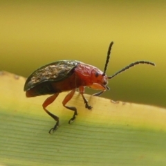 Adoxia sp. (genus) at Braemar, NSW - 27 Dec 2023 by Curiosity