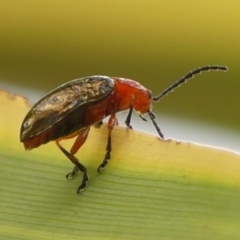 Lamprolina (genus) at Wingecarribee Local Government Area - 27 Dec 2023 11:51 AM